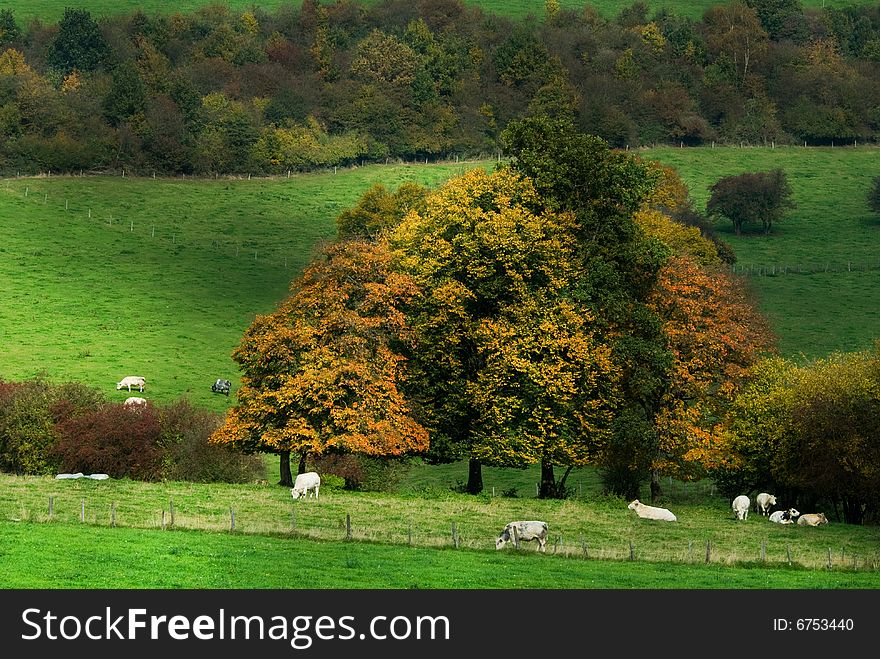 Beautiful autumn country landscape in belgium (Ardennes)