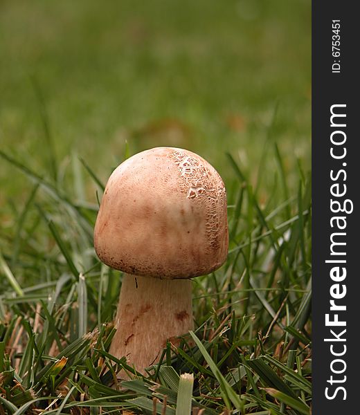 Young fruiting parasol mushroom - (Macrolepiota procera) is a basidiomycete fungus with a large, prominent fruiting body resembling a lady's parasol.