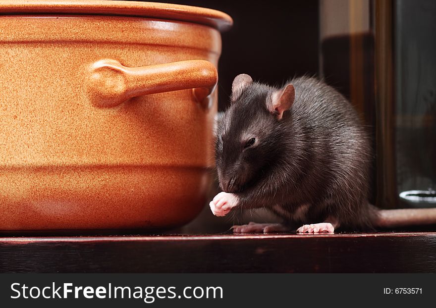 Rat in kitchen,focus on a head.