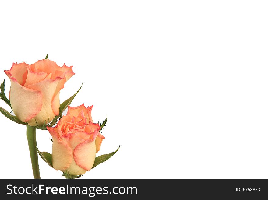Two flower-buds of roses on white background