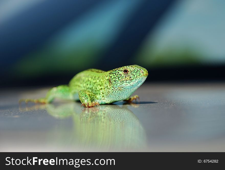 Green lizard on mirror surface with reflection of its skin pattern, close-up, focus on the foreground. Green lizard on mirror surface with reflection of its skin pattern, close-up, focus on the foreground