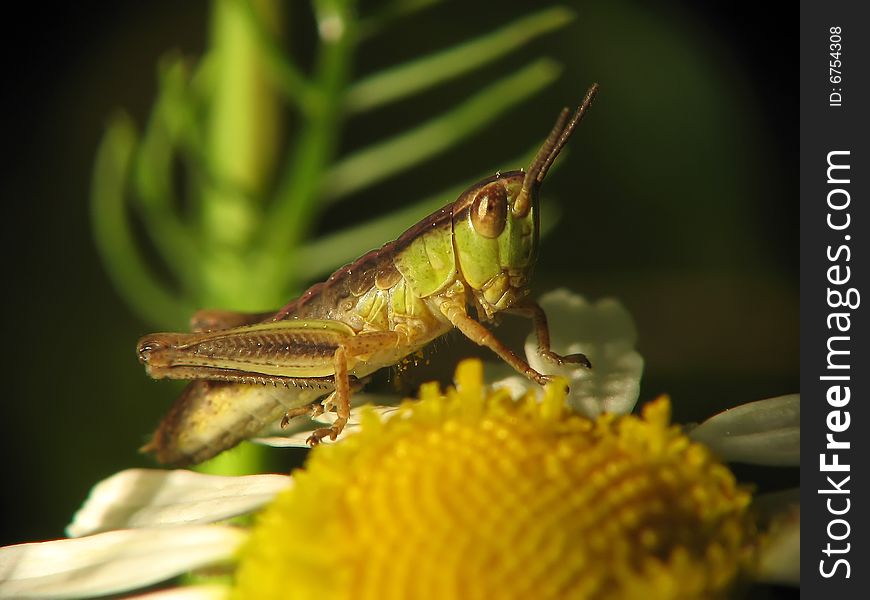 macro photography of Grasshopper on the flower