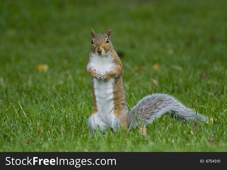 Standing grey squirrel on the grass