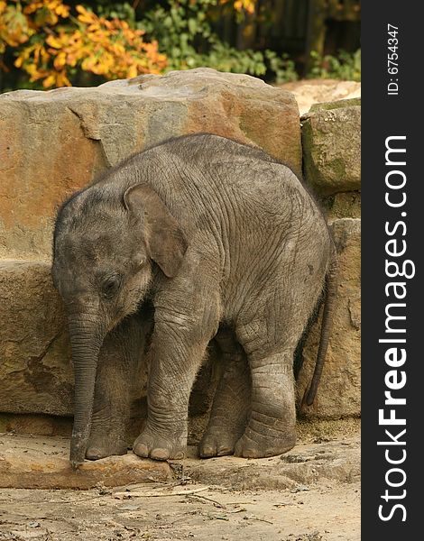 Animals: Cute little baby elephant