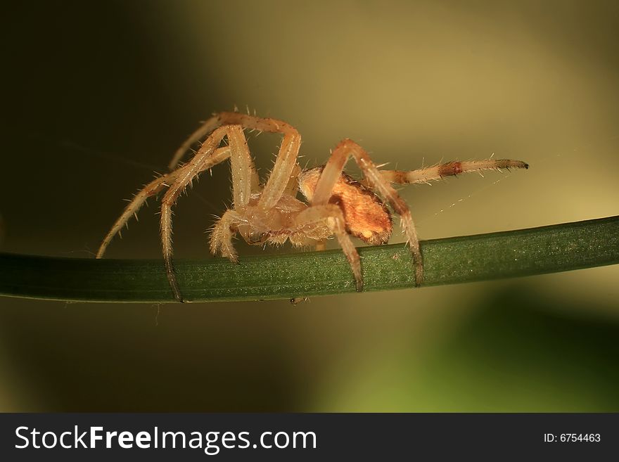 Macro photography of scary big spider