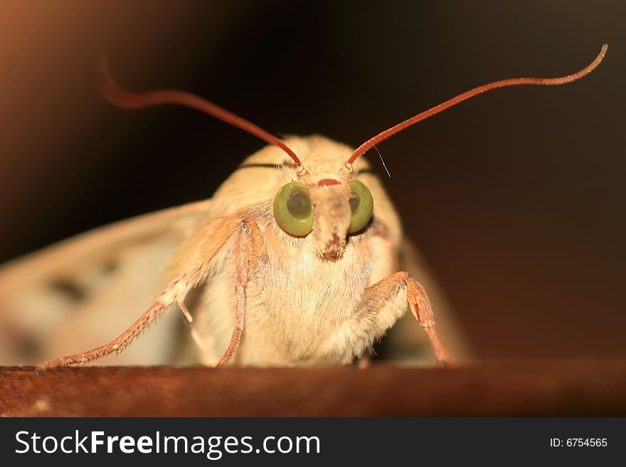 Macro photography of butterfly with big eyes