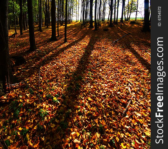 Autumn forest with long shadows of trees and foliage