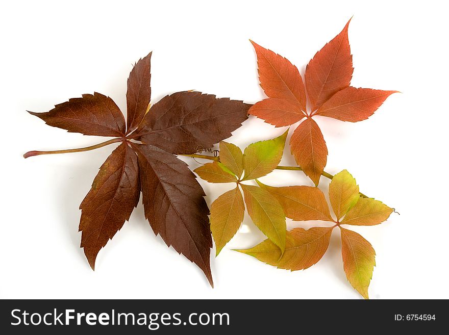 Coloured leaf of wild vine. Coloured leaf of wild vine