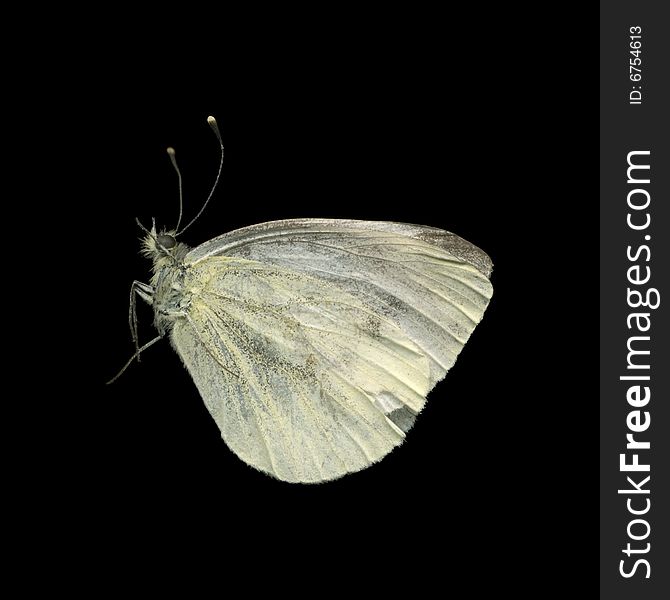 The butterfly isolated on a black background