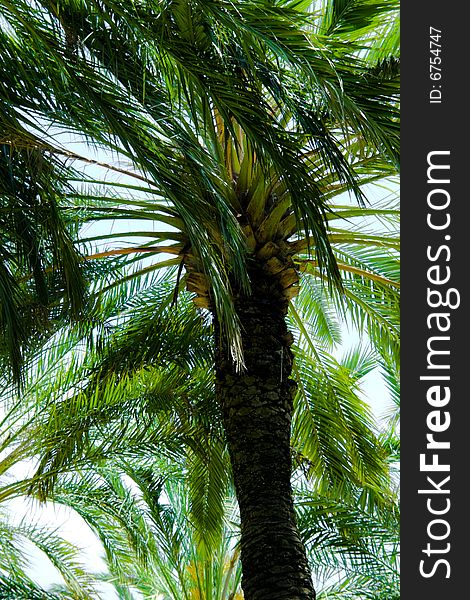 View of a palm tree in a park.