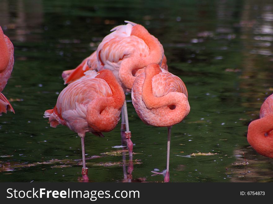 Pink flamingos staying in the water