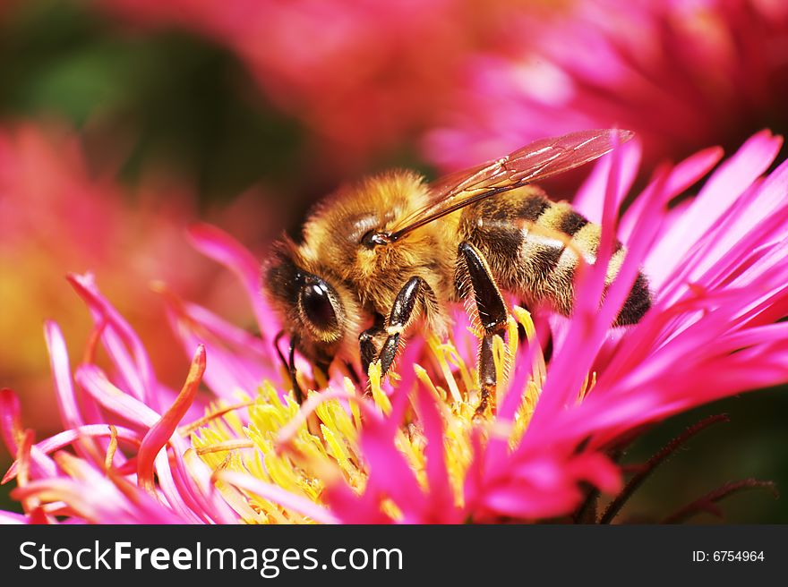 Bee On Pink Flower