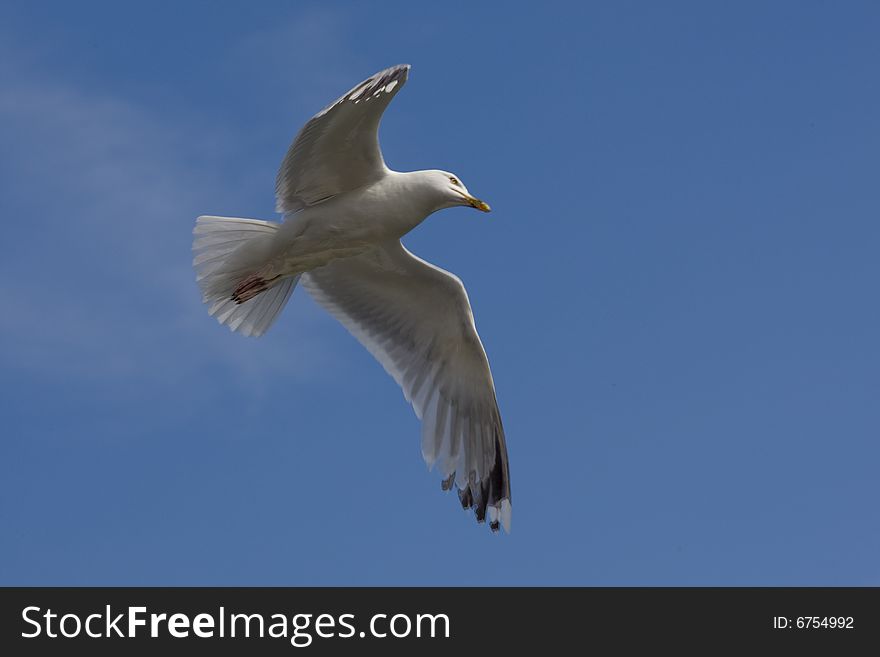 Seagull in the flight