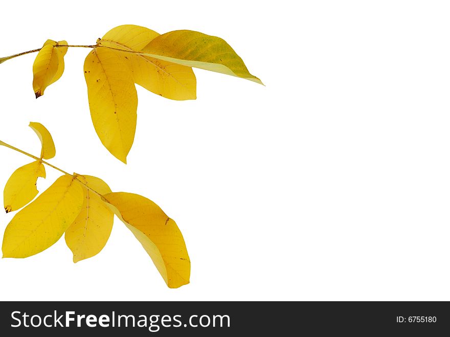 Yellow autumn walnut leaves over white background. Yellow autumn walnut leaves over white background