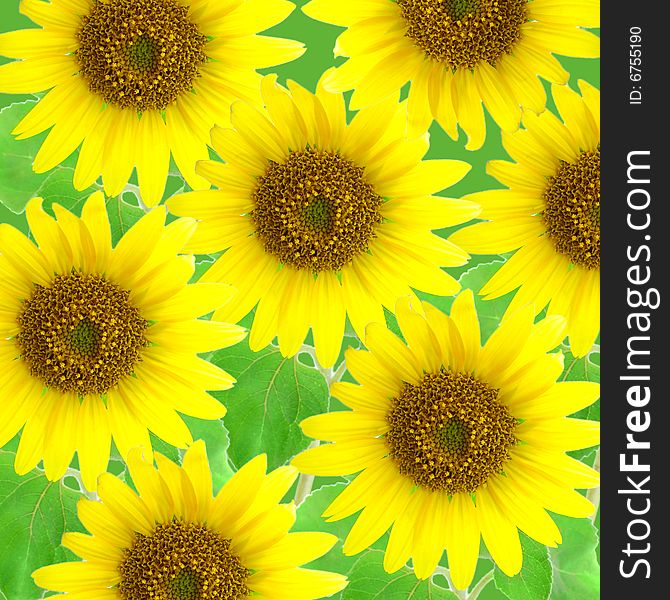 Sunflowers background on green back