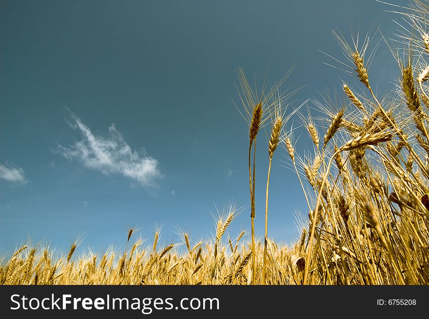 Summer landscape
barley field and sky