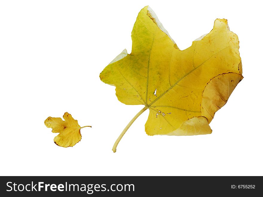 Large and small yellow autumn fig leaves over white background