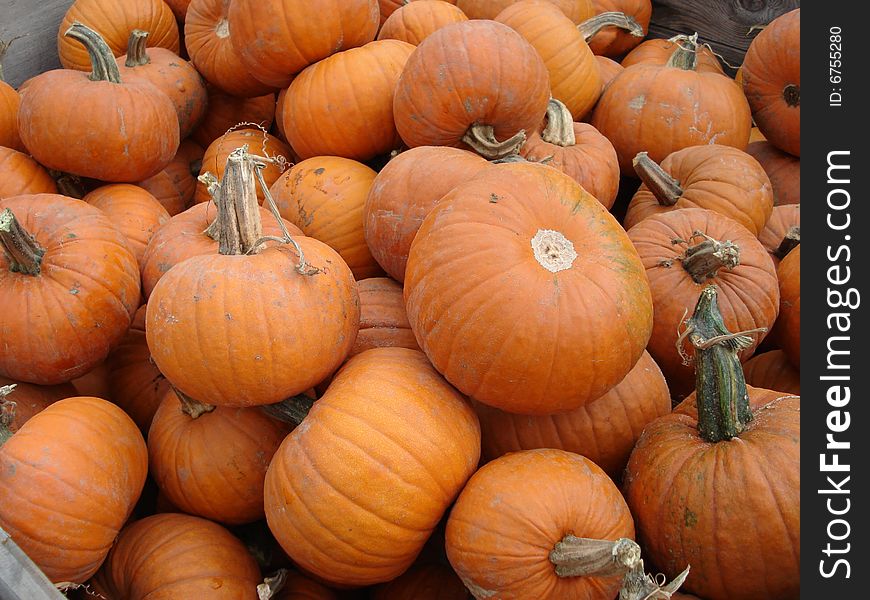 A tub full of litle pumpkins at a harvest festival near Denver, Colorado. A tub full of litle pumpkins at a harvest festival near Denver, Colorado.