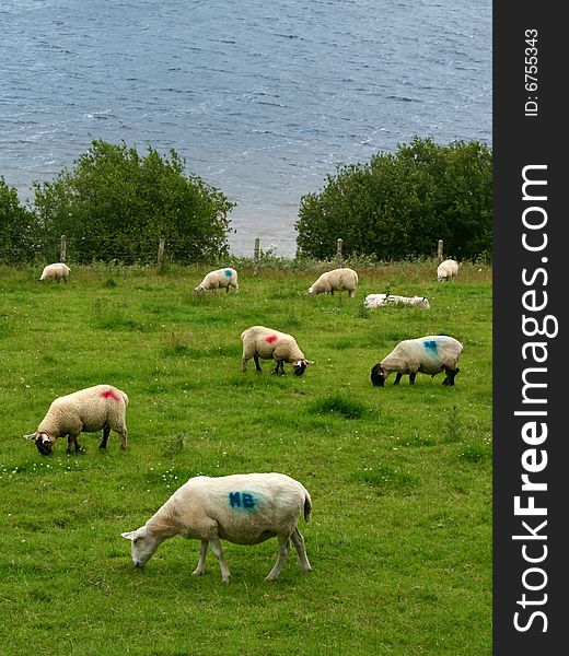 Grazing sheep marked with color near the ocean. Grazing sheep marked with color near the ocean