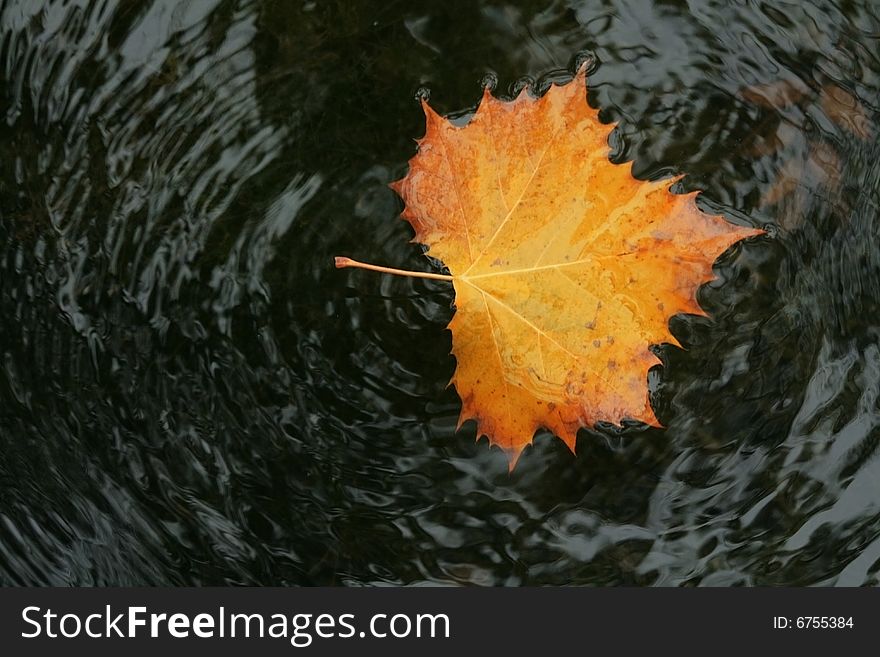 Autumn leaf in water