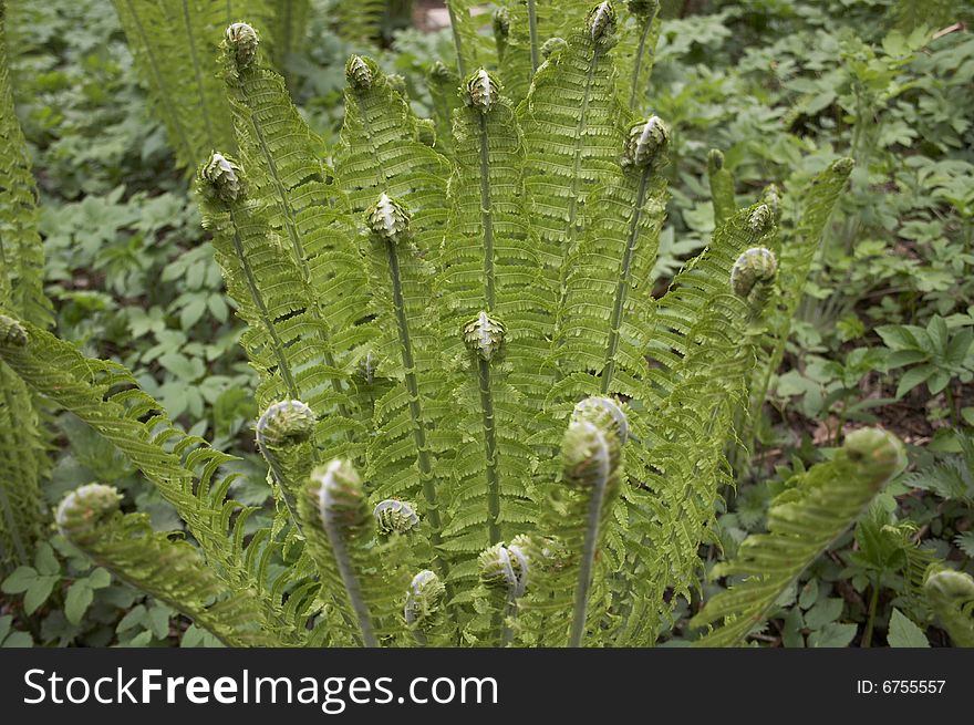 This fern is groving up in the park, this park is located in Saint-Petersburg. This fern is groving up in the park, this park is located in Saint-Petersburg.