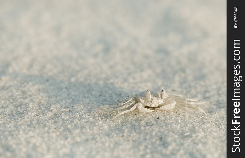 Pallid Ghost Crab (Ocypode pallidula) waits for an opening to flee back to it's burrow