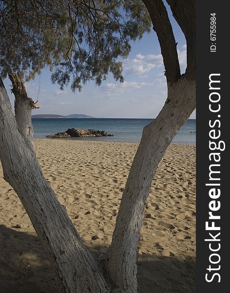 White trees on deserted beach. White trees on deserted beach