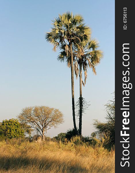Two high palms. Okavango Delta, Botswana.