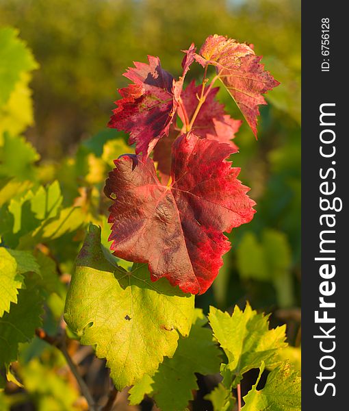 Background of  leaf grapes on sunset