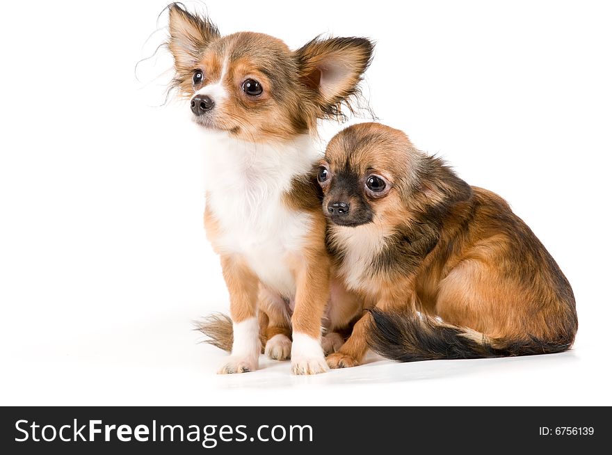 Puppies chihuahua in studio on a neutral background