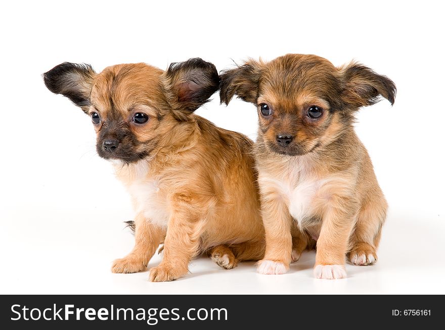 Puppies chihuahua in studio on a neutral background