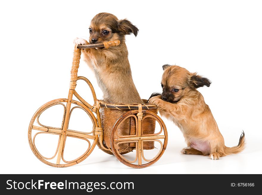The puppies chihuahua on a bicycle in studio