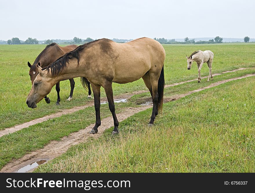 Horse standing in a field, eating grass. Horse standing in a field, eating grass