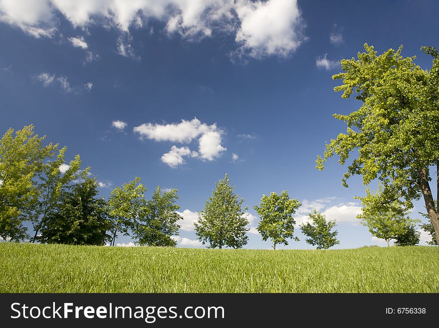 A photo of green trees on the lawn in summer