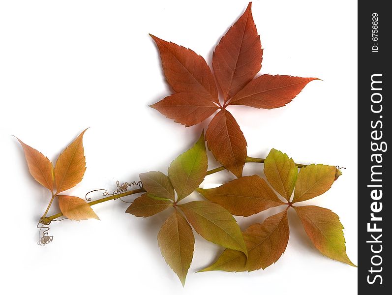 Coloured leaf of wild vine. Coloured leaf of wild vine