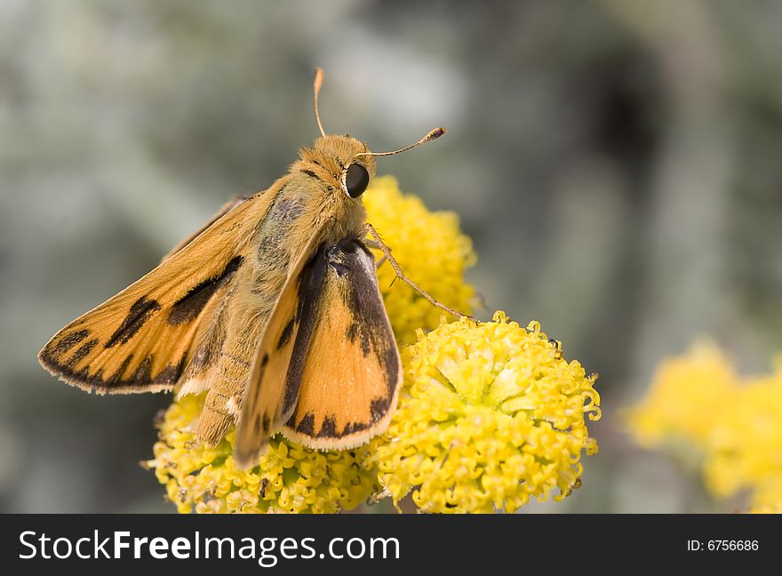 Butterfly with orange and black wings feeds from yellow flowers. Butterfly with orange and black wings feeds from yellow flowers