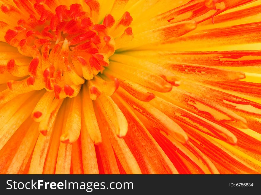 Colored chrysanthemum