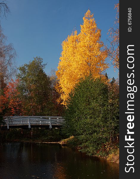 Yellow trees in autumn near a bridge, Finland