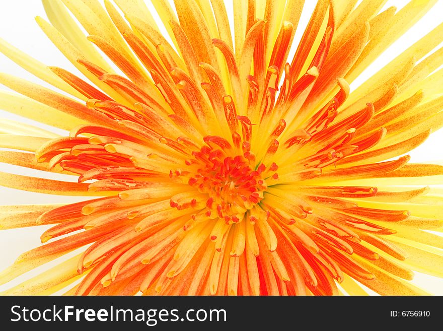 Yellow and red chrysanthemum isolated on white. Yellow and red chrysanthemum isolated on white