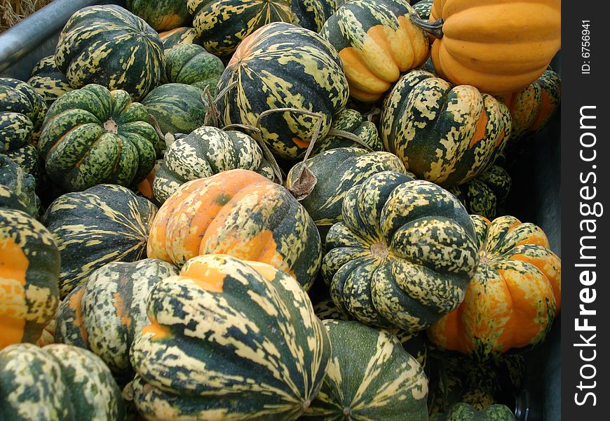 A crate full of harvest gourds at a festival near Denver, Colorado. A crate full of harvest gourds at a festival near Denver, Colorado.