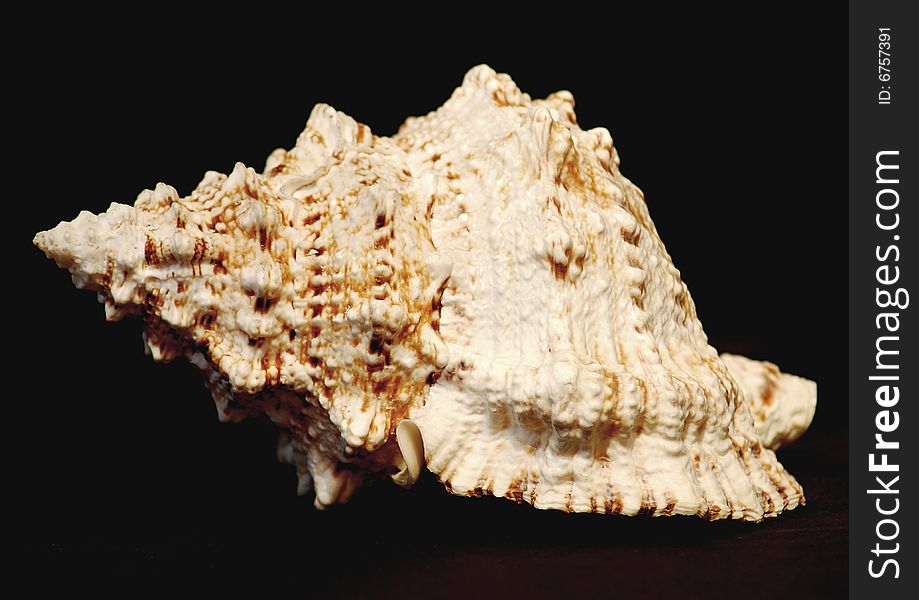Photo of the sea - shell - black background.