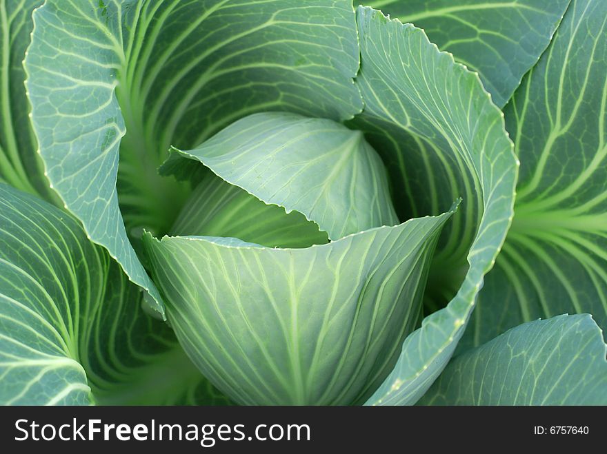 Closeup of nice green cabbage