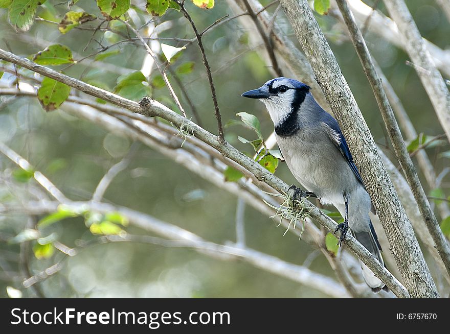 Bluejay perched on a branch latin name Cyanocitta cristata