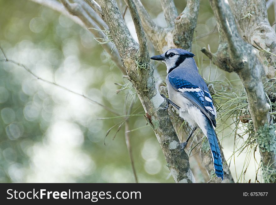 Bluejay perched on a branch latin name Cyanocitta cristata