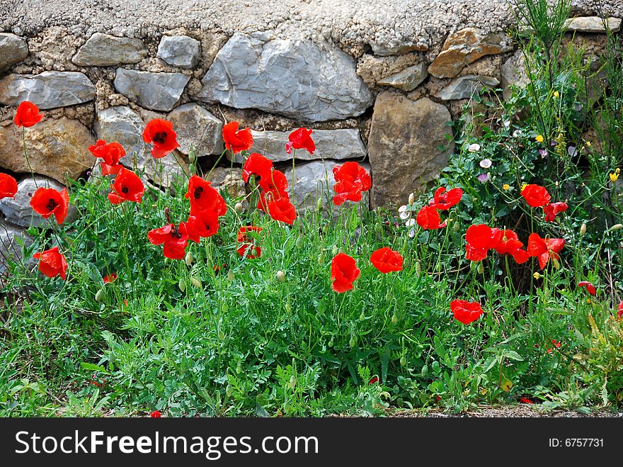 Red poppy flowers in  front of a wall