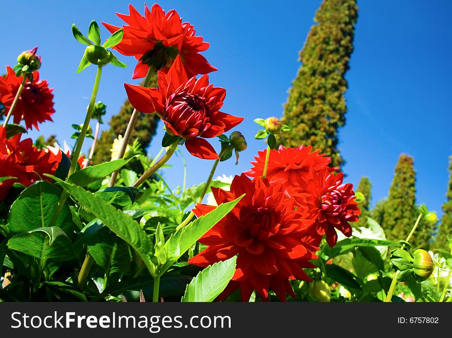 Close up view of beautiful red flowers