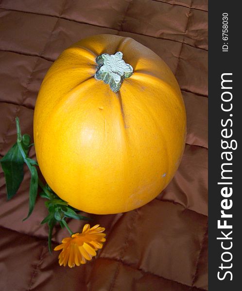 Close-up of an orange pumpkin still life flower marigold. Close-up of an orange pumpkin still life flower marigold