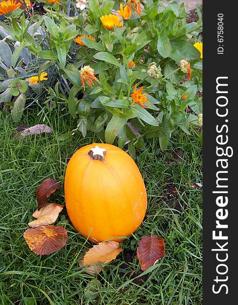 Orange pumpkin in green grass and fall leaves. Orange pumpkin in green grass and fall leaves