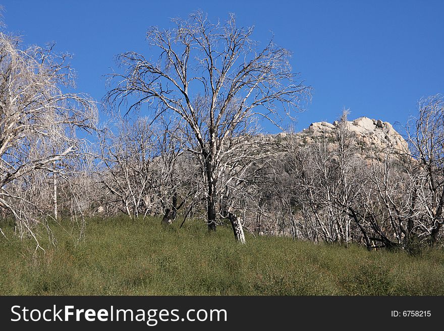 Dead Trees In A Grassy Meadow