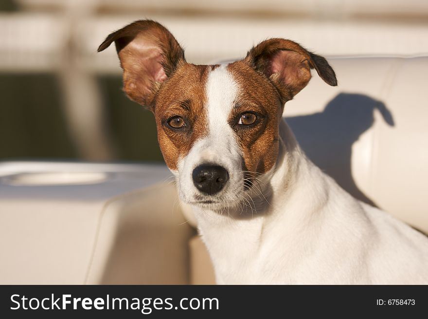 Majestic Jack Russell Terrier Dog Portrait. Majestic Jack Russell Terrier Dog Portrait